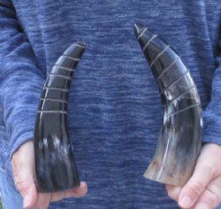 Two piece Polished Spiral Carved Carved/Cow Horns