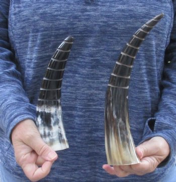 2 Polished Spiral Carved Cattle/Cow Horns - $25