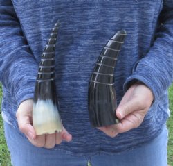 Two piece Polished Spiral Carved Cattle/Cow Horns 