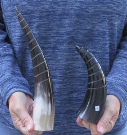 2 Polished Spiral Carved Cattle/Cow Horns - $25