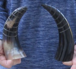 Two piece Polished Spiral Carved Cattle/Cow Horns 
