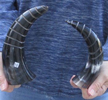 2 Polished Spiral Carved Buffalo Horns - $25