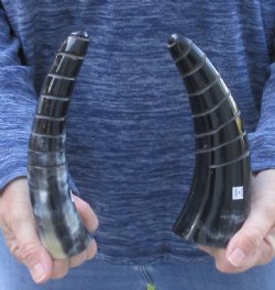 Two piece Polished Spiral Carved Cattle/Cow Horns 