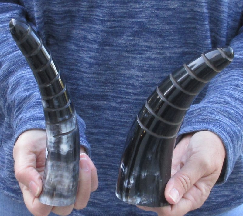 2 Polished Spiral Carved Cattle/Cow Horns