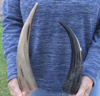 2 piece Carved Polished Buffalo Horns with Sunburst - $35