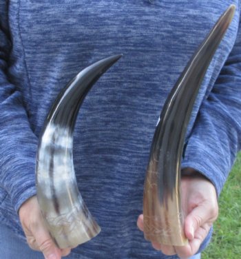 2 piece Carved Polished Cattle/Cow Horns with Sunburst - $35