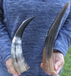 Two piece Carved Polished Cattle/Cow Horns with Sunburst 