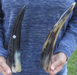 Two piece Carved Polished Cattle/Cow Horns with Sunburst 