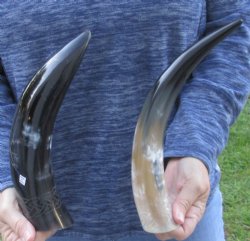 Two piece Carved Polished Cattle/Cow Horns with Sunburst 