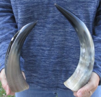 2 piece Carved Polished Buffalo Horns with Sunburst - $35