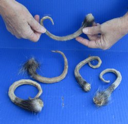 5 Piece Lot of Opossum Tails for $40
