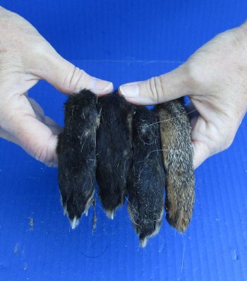 4 Fox feet cured in formaldehyde for $30