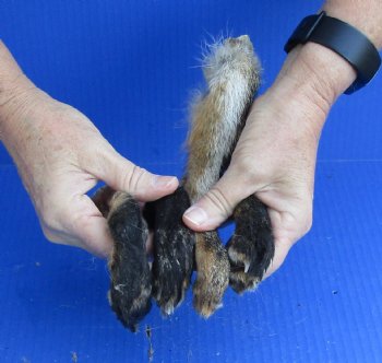 4 Fox feet cured in formaldehyde for $25