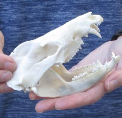 Opossum Skull 5-1/4 inches - $40.00