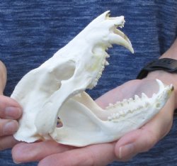 Opossum Skull 5-1/4 inch - $40