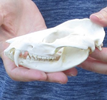 Opossum Skull 4-3/4 inches - $40