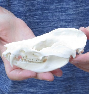 Opossum Skull 5 inch - $40