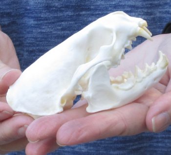 A-Grade North American River Otter Skull - $50