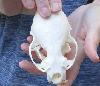 A-Grade North American River Otter Skull - $50