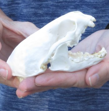 North American River Otter Skull 4-1/4 inch - $43