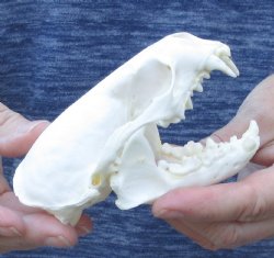 North American River Otter Skull 5-1/2 inches - $43