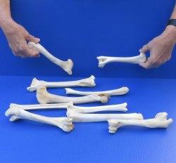 10 piece lot of deer leg bones 7 to 10 inches long - $40
