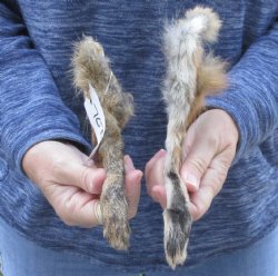 Two Preserved Fox legs for $20