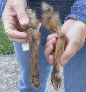 Two Preserved Fox legs for $20