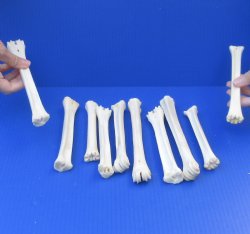 10 piece lot of deer leg bones 7 to 9-1/2 inches long - $40