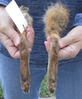 Two Preserved Fox legs for sale 10 and 9-7/8inches  for $20