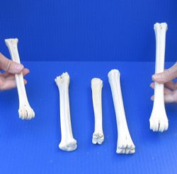 5 piece lot of deer leg bones 7 to 9-3/4 inches long - $25