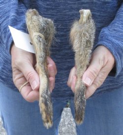 Two Preserved Fox Legs for Sale for $20