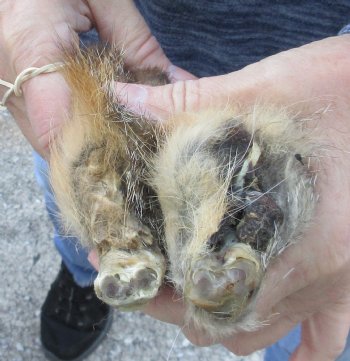 Two Preserved Fox Legs for Sale for $20