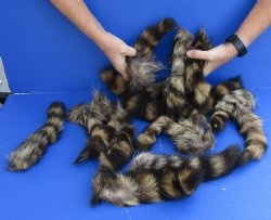 15 Raccoon tails cured in formaldehyde with bone in $30