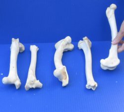 5 piece lot of deer leg bones 10 to 12 inches long-$35
