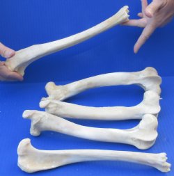 5 piece lot of deer leg bones 10 to 12 inches long-$35