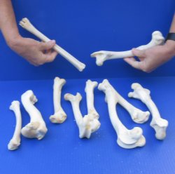10 piece lot of deer leg bones 8 to 9-3/4 inches long - $40