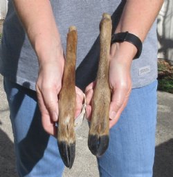 2 Deer legs cured in formaldehyde $20
