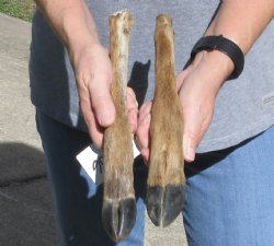 2 Deer legs cured in formaldehyde $20