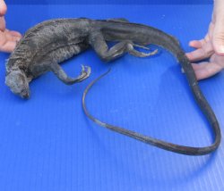 Authentic 30 inch preserved Iguana for $30