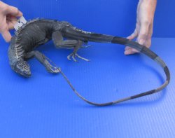 Authentic 43 inch preserved Iguana for $30