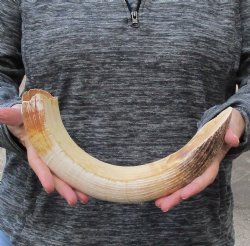16 inch Curved Hippo Tusk 1.10 pound $165 (CITES #300162) 