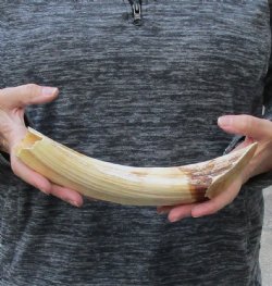 11 inch Curved Hippo Tusk 1 pound $140 (CITES #300162) 