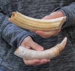 2 pc lot of 9 inch Hippo Tusks $175.00 (CITES #300162) 