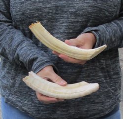 2 pc lot of 9 to 10 inch Hippo Tusks $200.00 (CITES #300162) 