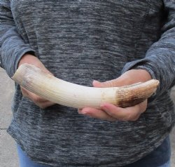 10 inch Curved Hippo Tusk .85 pounds $120 (CITES #300162) 