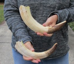 2 pc lot of 12 to 13 inch Hippo Tusks $200.00 (CITES #300162) 