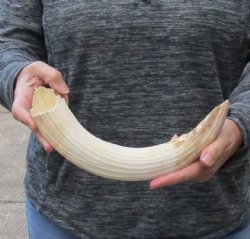 14 inch Curved Hippo Tusk .90 pounds $135 (CITES #300162) 