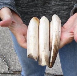 3 pc lot of 8 to 10 inch Hippo Tusks $200.00 (CITES #300162) 