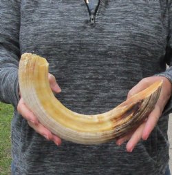 17 inch Curved Hippo Tusk 1.45 pound $220 (CITES #300162) 
